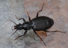 Platynus decentis
