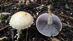 Leratiomyces percevalii