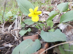 Viola vallicola