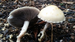 Leratiomyces percevalii