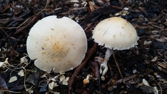 Leratiomyces percevalii