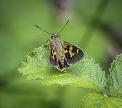 Trapezites symmomus
