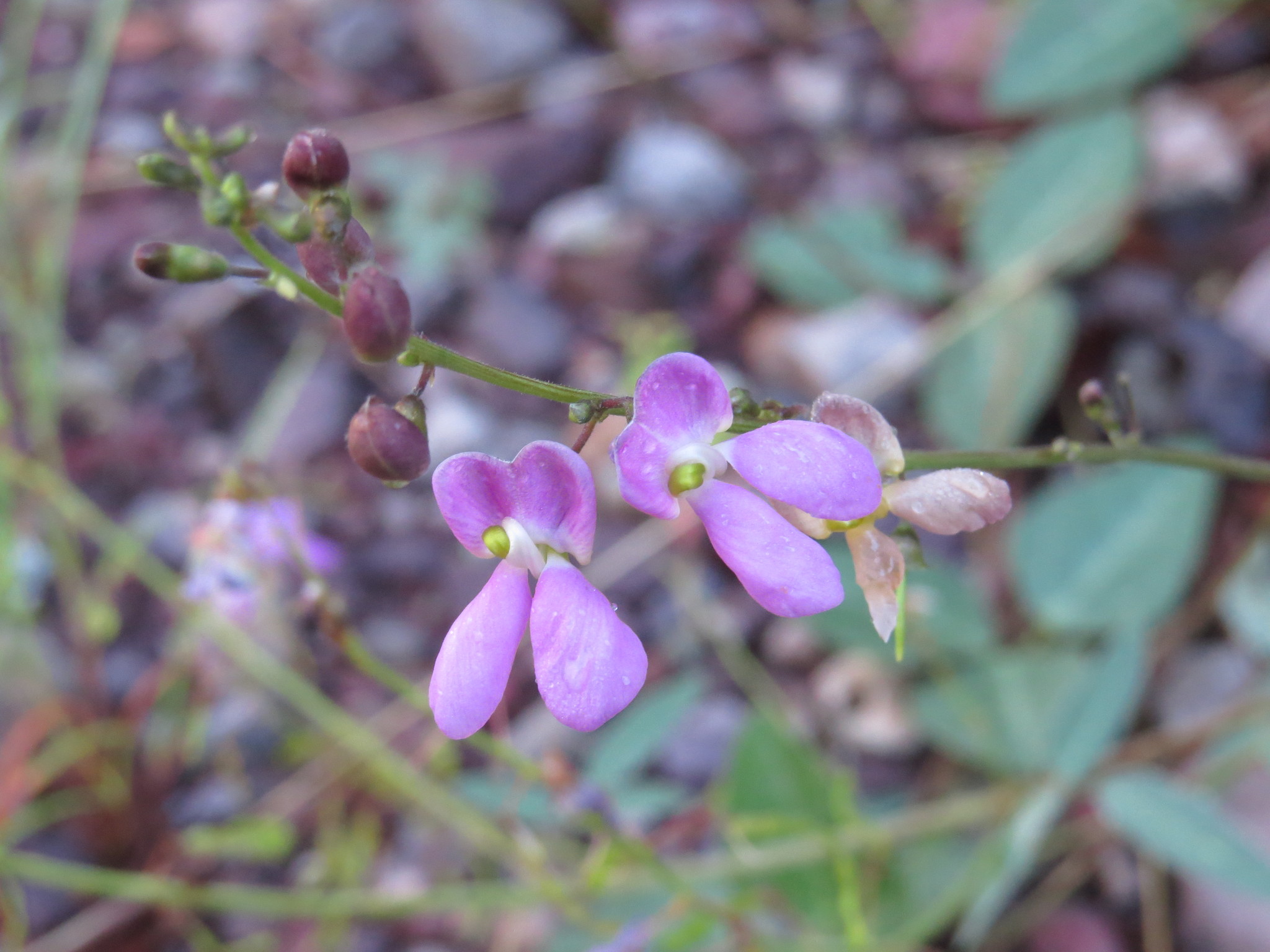 Phaseolus ritensis
