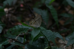 Lethe syrcis
