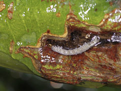 Melipotis acontioides