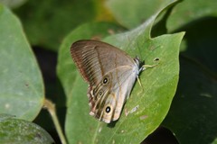 Lethe syrcis