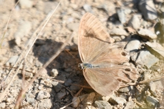 Lethe syrcis