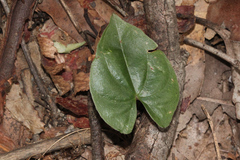 Dioscorea transversa