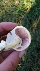 Agaricus pocillator