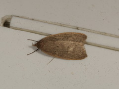 Oecophorinae