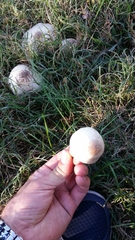 Agaricus pocillator