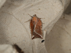 Arachnographa micrastrella