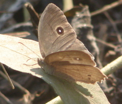 Mycalesis perseus