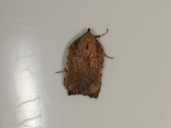 Arachnographa micrastrella