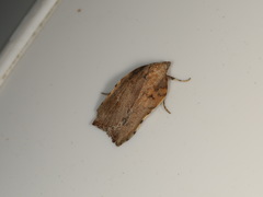 Arachnographa micrastrella