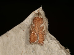 Euchaetis rhizobola
