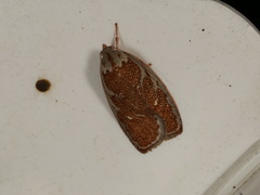 Euchaetis rhizobola
