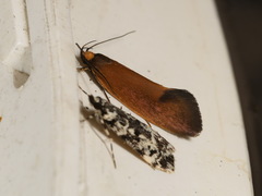 Delexocha ochrocausta