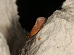 Delexocha ochrocausta