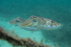 Sepia plangon