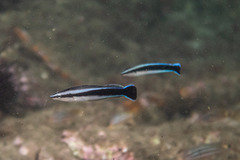 Aspidontus taeniatus