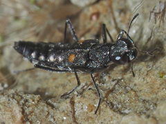 Stenus longipes