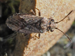 Nysius thymi