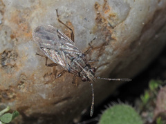 Nysius thymi