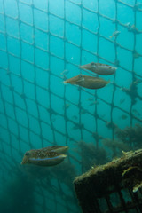 Sepia plangon