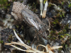 Nysius thymi