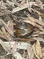 Powelliphanta traversi