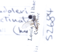 Pseudoleria pectinata