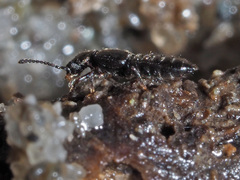 Thinodromus