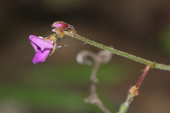 Desmodium rhytidophyllum