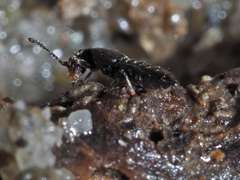 Thinodromus