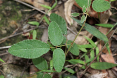 Desmodium rhytidophyllum