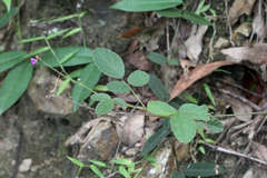 Desmodium rhytidophyllum