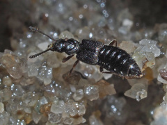 Thinodromus