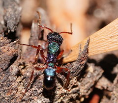 Rhytidoponera aspera