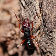 Rhytidoponera aspera