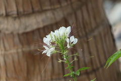 Cleome spinosa