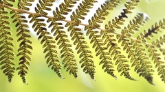 Sphaeropteris excelsa