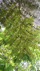 Sphaeropteris excelsa