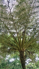 Sphaeropteris excelsa