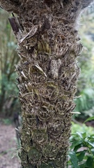 Sphaeropteris excelsa