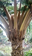 Sphaeropteris excelsa