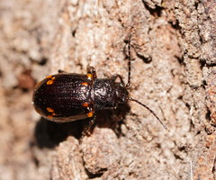 Chalcolampra walgalu