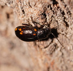 Chalcolampra walgalu