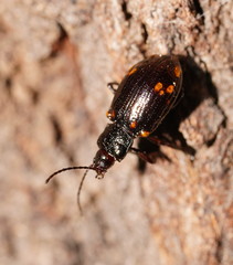 Chalcolampra walgalu