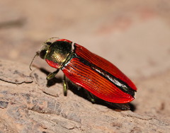 Temognatha